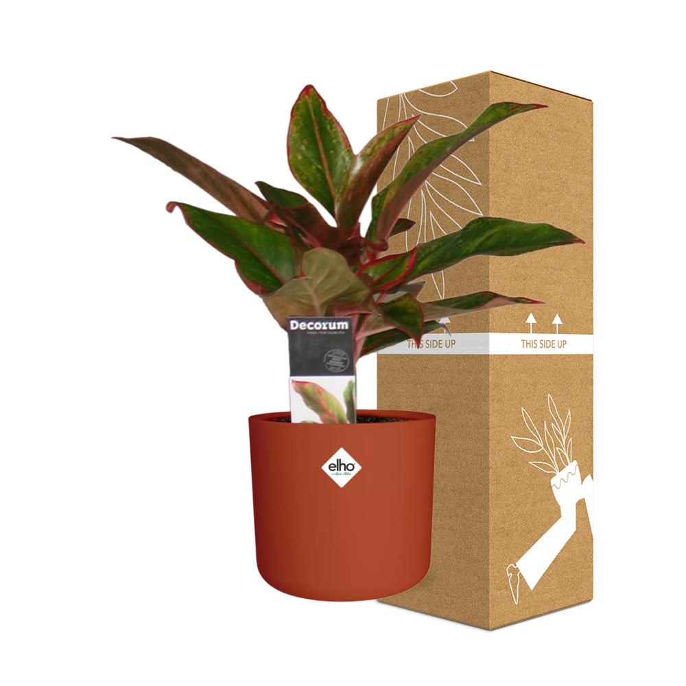 Aglaonema Crete in ELHO b.for soft rond 14cm brique - Pflanzfix24