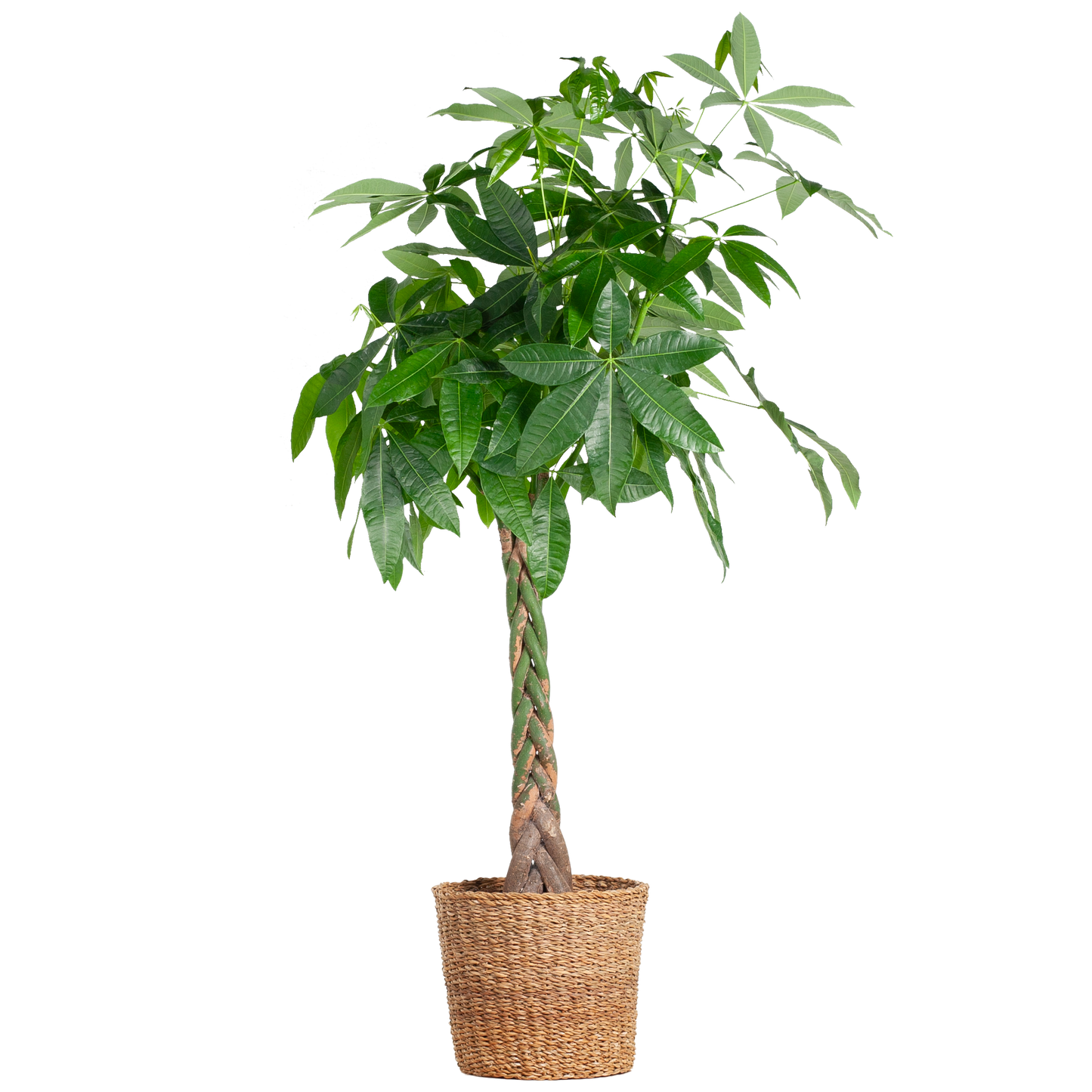 Pachira Aquatica XL mit Torun-Korb - 140 cm - Ø24 - Pflanzfix24