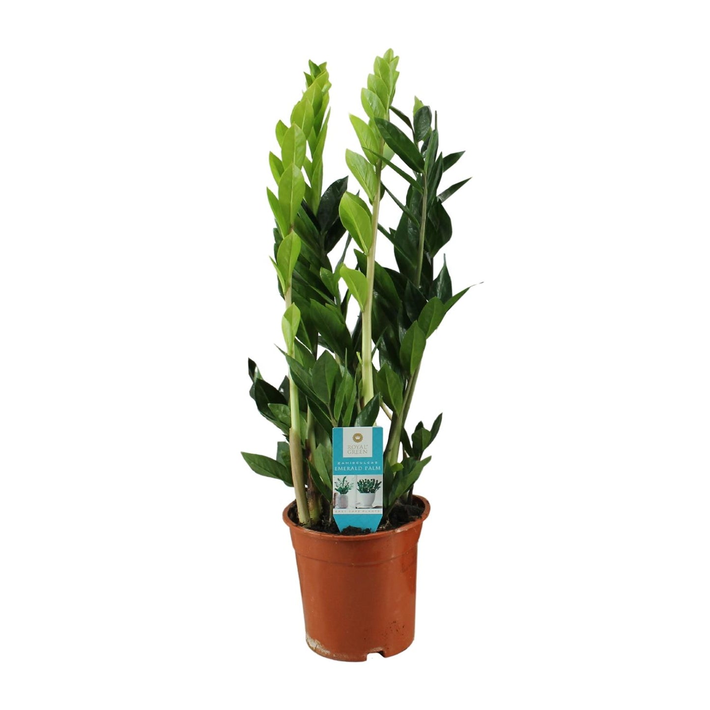 Zamioculcas Zamiifolia Ø17cm | Pflegeleicht | Pflanzfix24