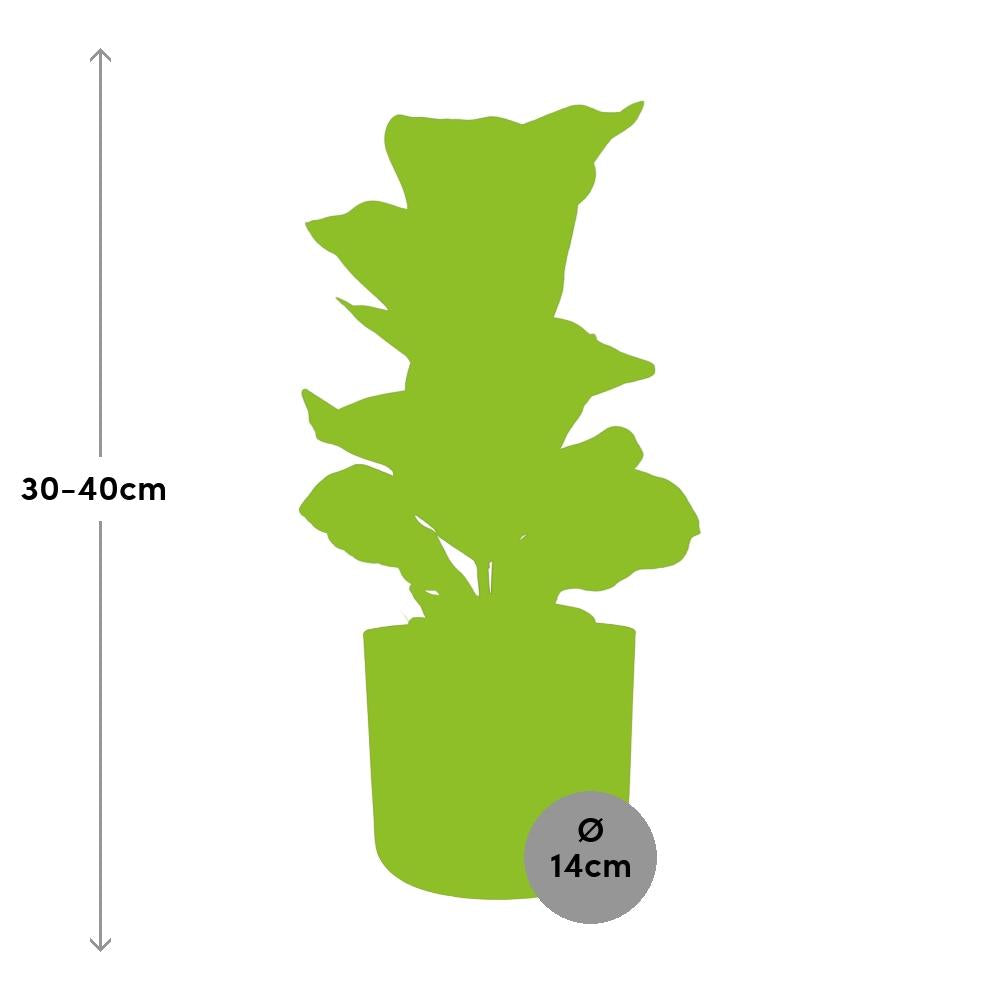 Ficus Lyrata 'Bambino' in ELHO b.for soft rond 14cm brique - Pflanzfix24