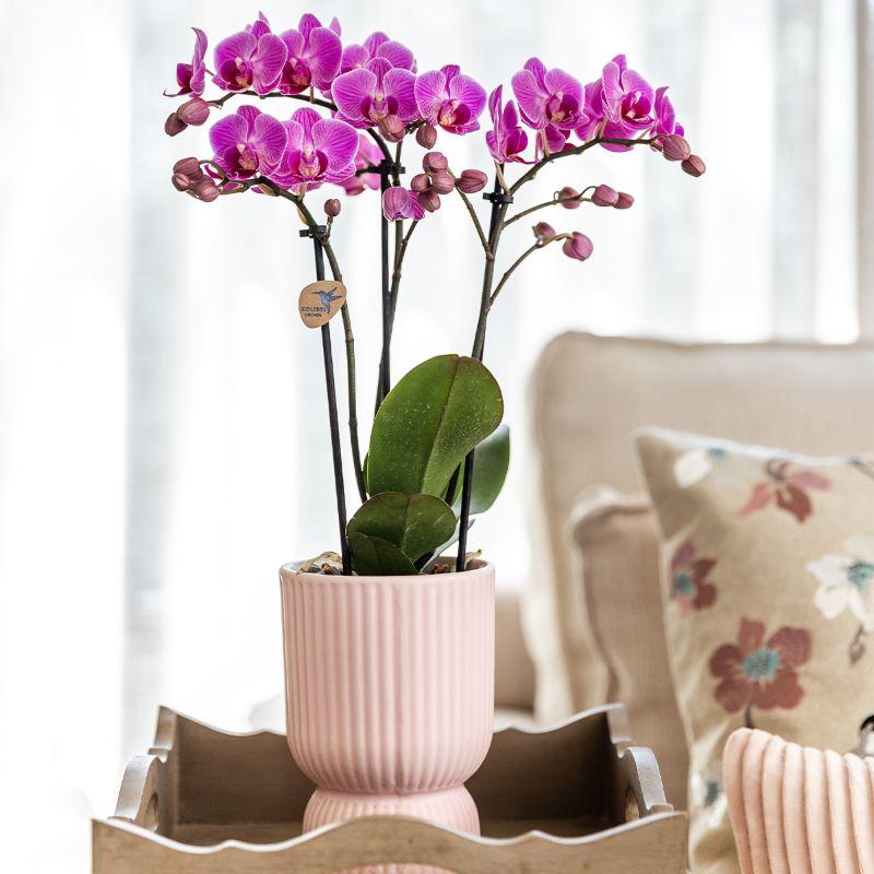 Pflanzfix24 - Set rosa gefleckte Orchidee & Sukkulente auf Tablett - frisch vom Züchter