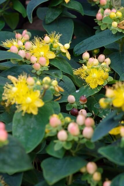 12x Hypericum ‘Annebel’ – Gelb blühender Zierstrauch | Pflanzfix24 - Pflanzfix24.de