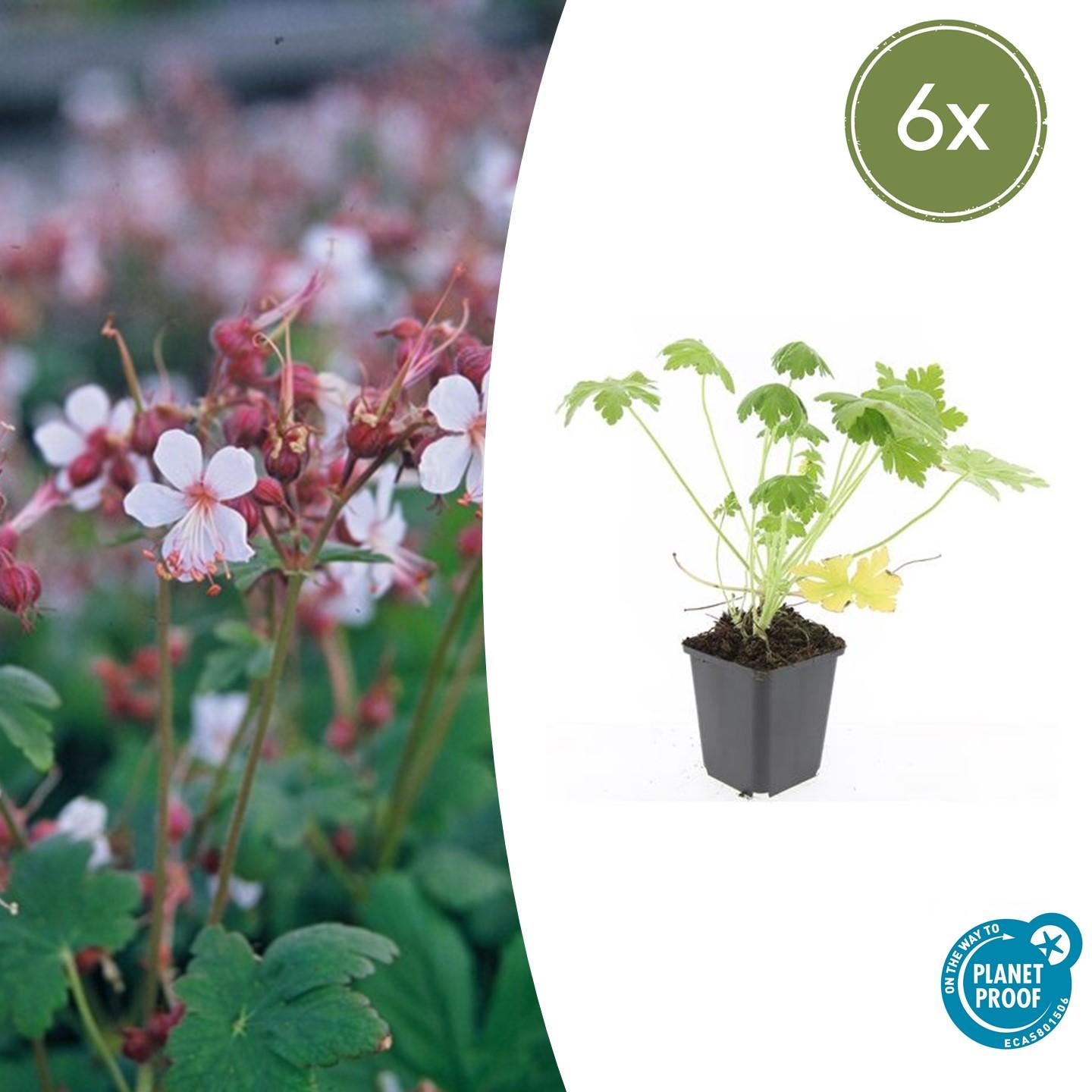 6x Geranium macr. 'Spessart' - ↕10-25cm - Ø9cm von Pflanzfix24