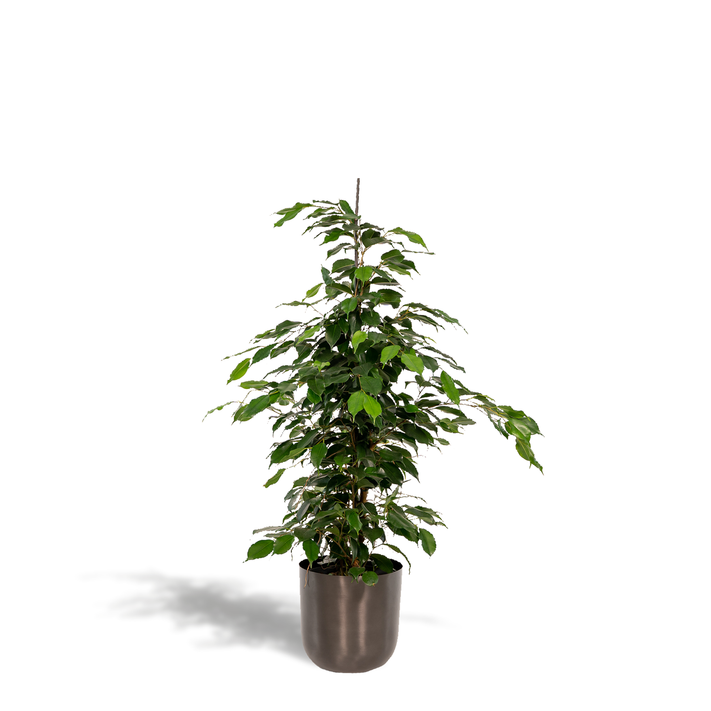Ficus Benjamina Danielle - Ø21cm - ↕95cm + Topf Mayk Lead - Pflanzfix24.de - Pflanzfix24.de