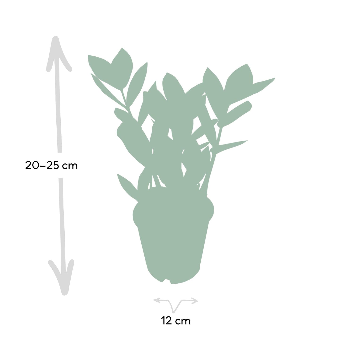 Zamiokulas 75 cm im 17 cm Topf – Pflanzfix24.de - Pflanzfix24.de