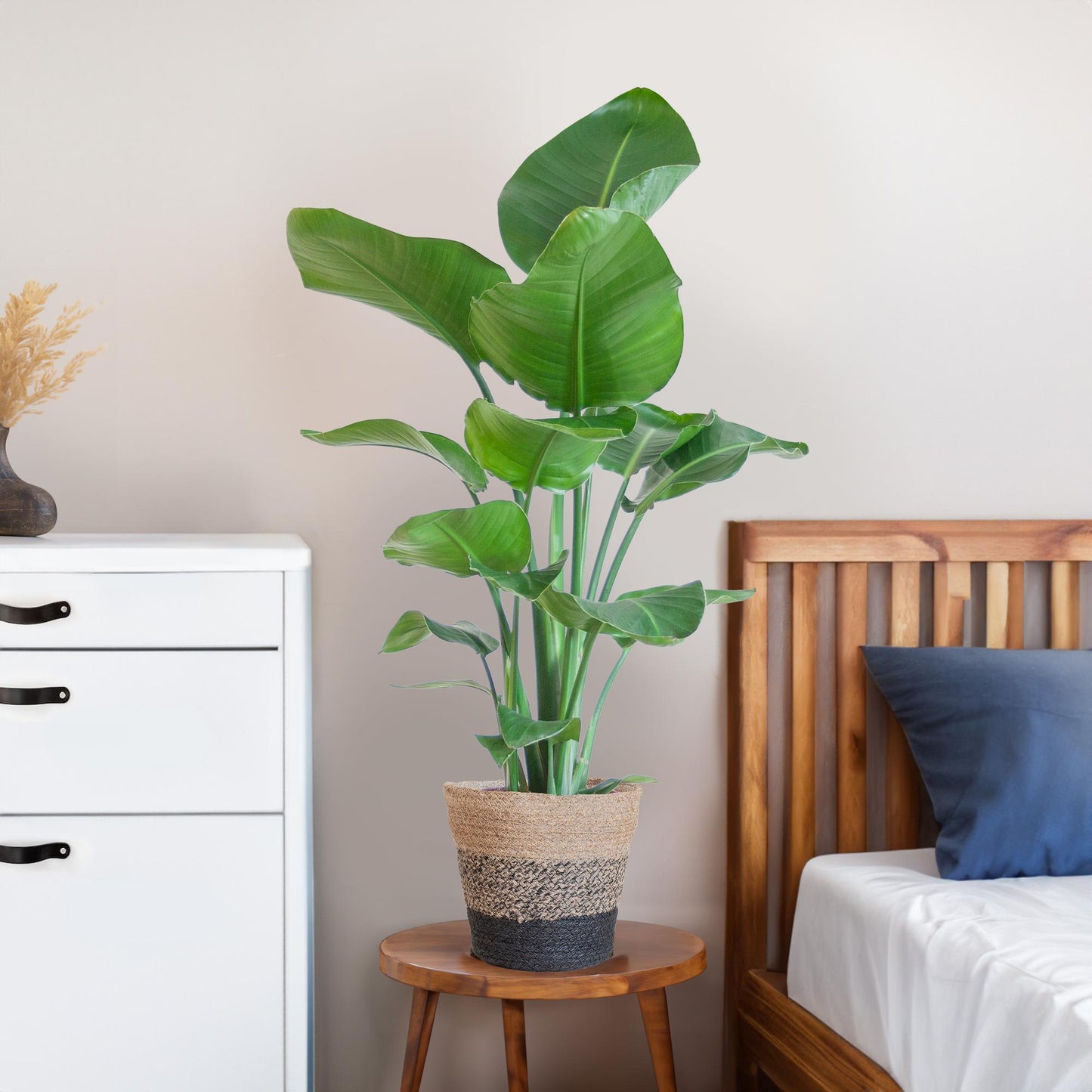 Strelitzia Nicolai 80 cm im schwarzen Lissabon Jute-Korb Ø19 | Pflanzfix24