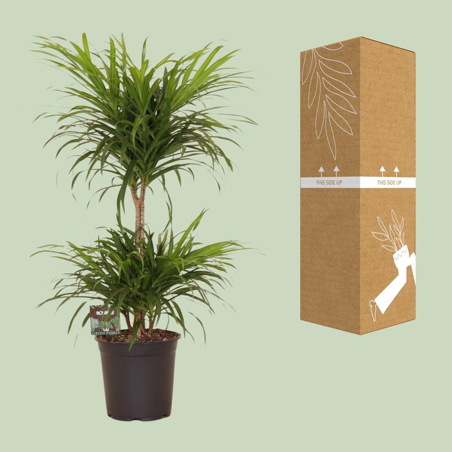 Dracaena Refl. Anita Variegata - Ø21cm - ↕80cm - Pflanzfix24