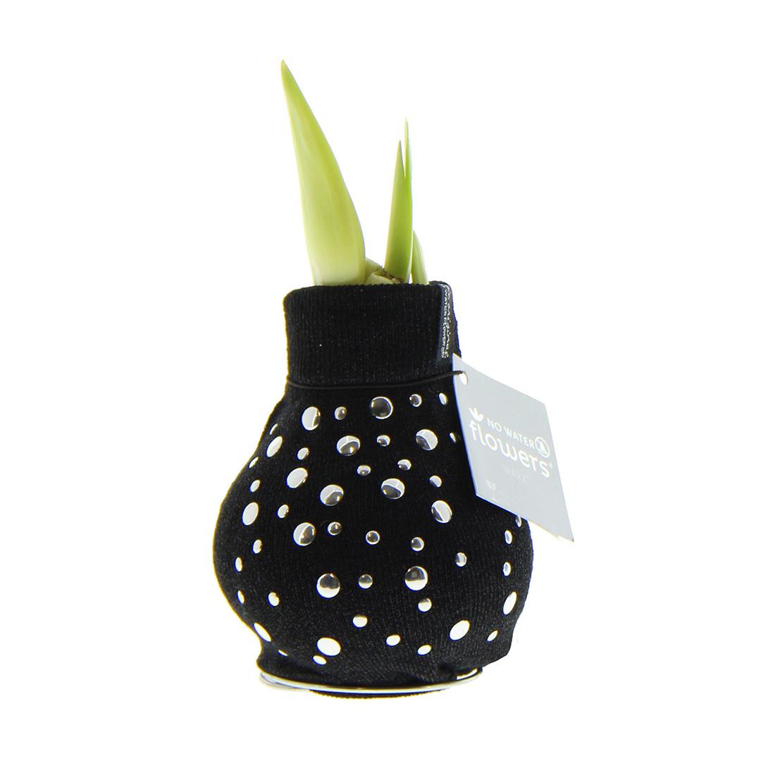 No Water Flowers® (wax amaryllis) | Fashionz Streetlife - Studs + Red flower - Pflanzfix24