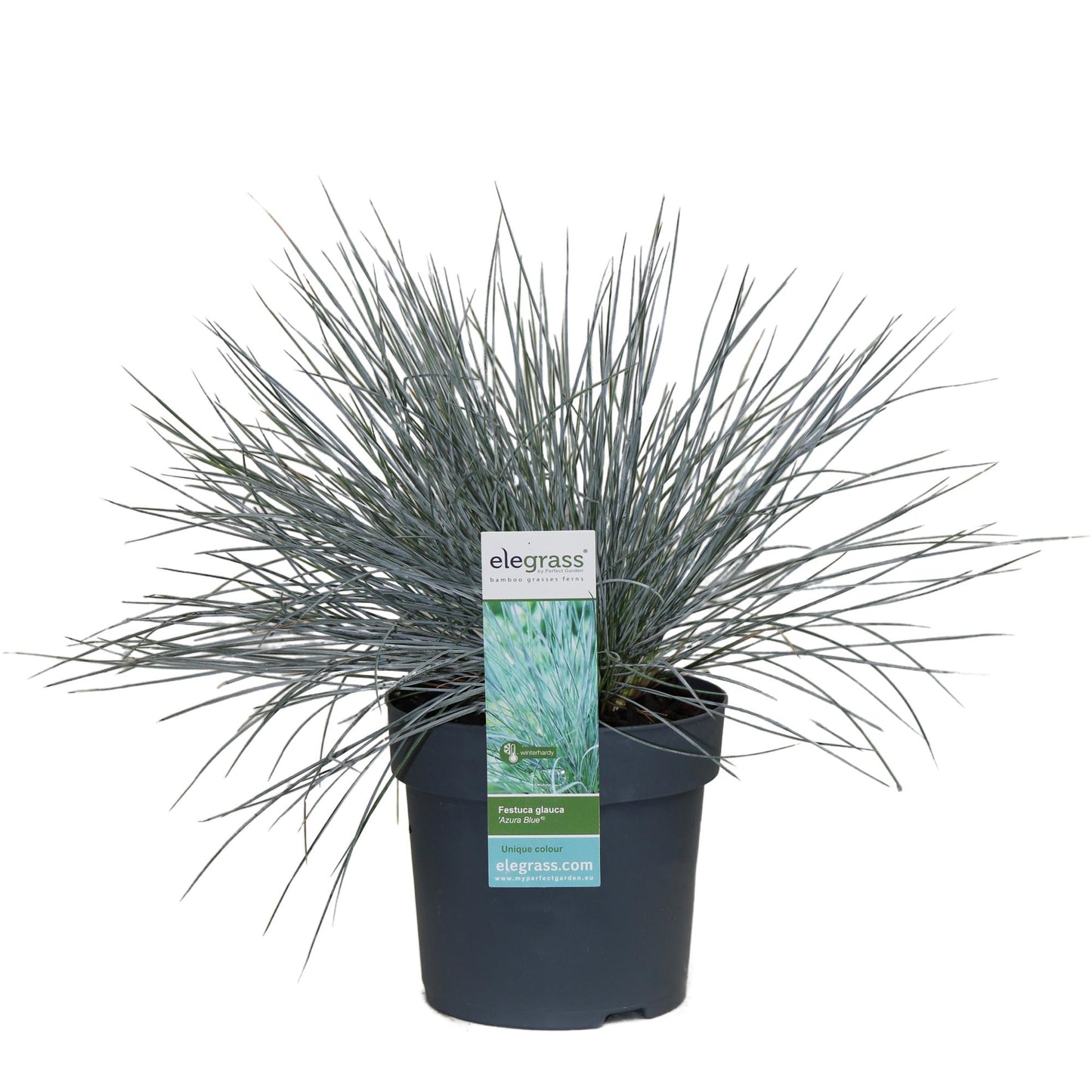 Festuca glauca Azura Blue - Ø14 - ↨30cm - Pflanzfix24