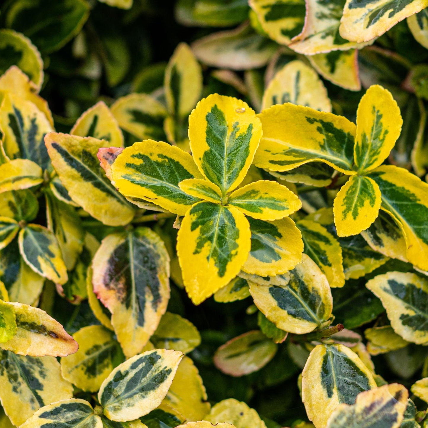 Pflanzfix24 - Euonymus Emerald 'n Gold – Stamm 90 cm, immergrün