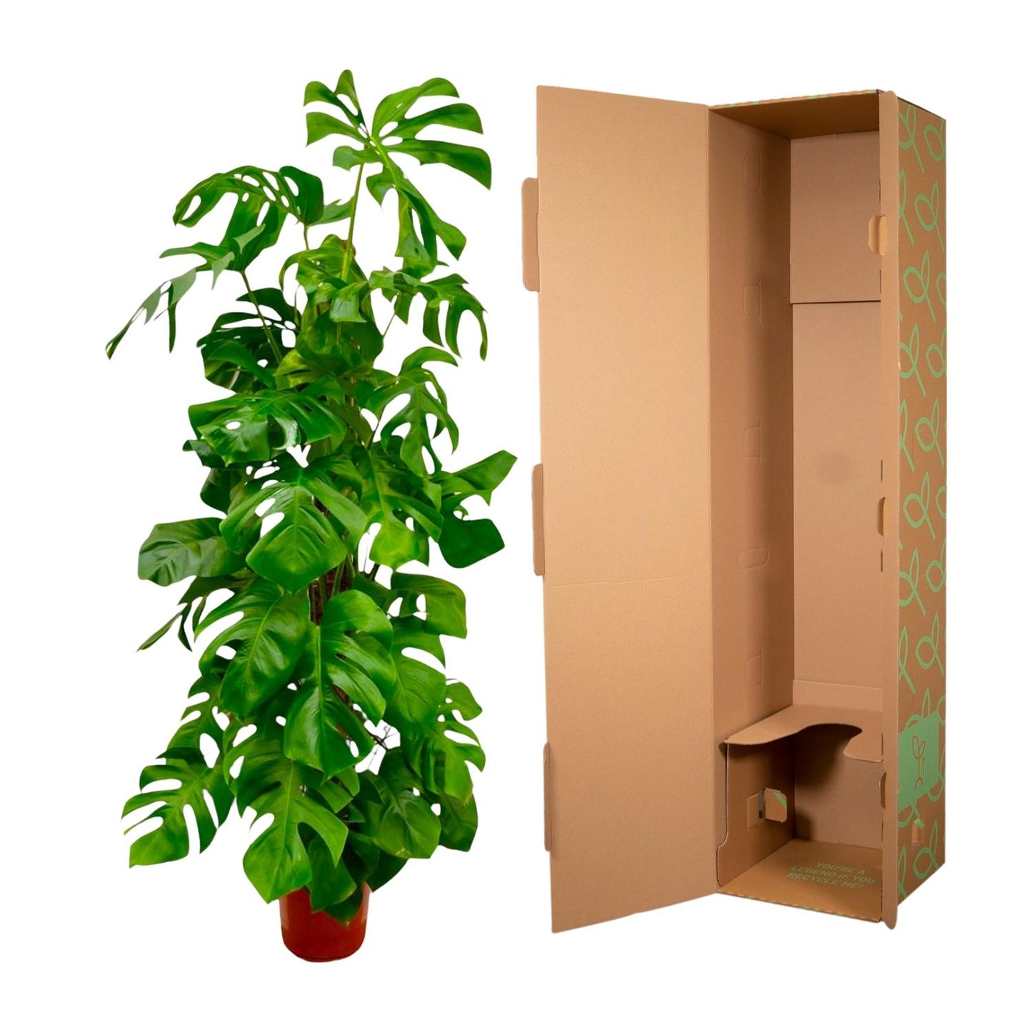Monstera Deliciosa XXL - 180 cm - ø27 bei Pflanzfix24