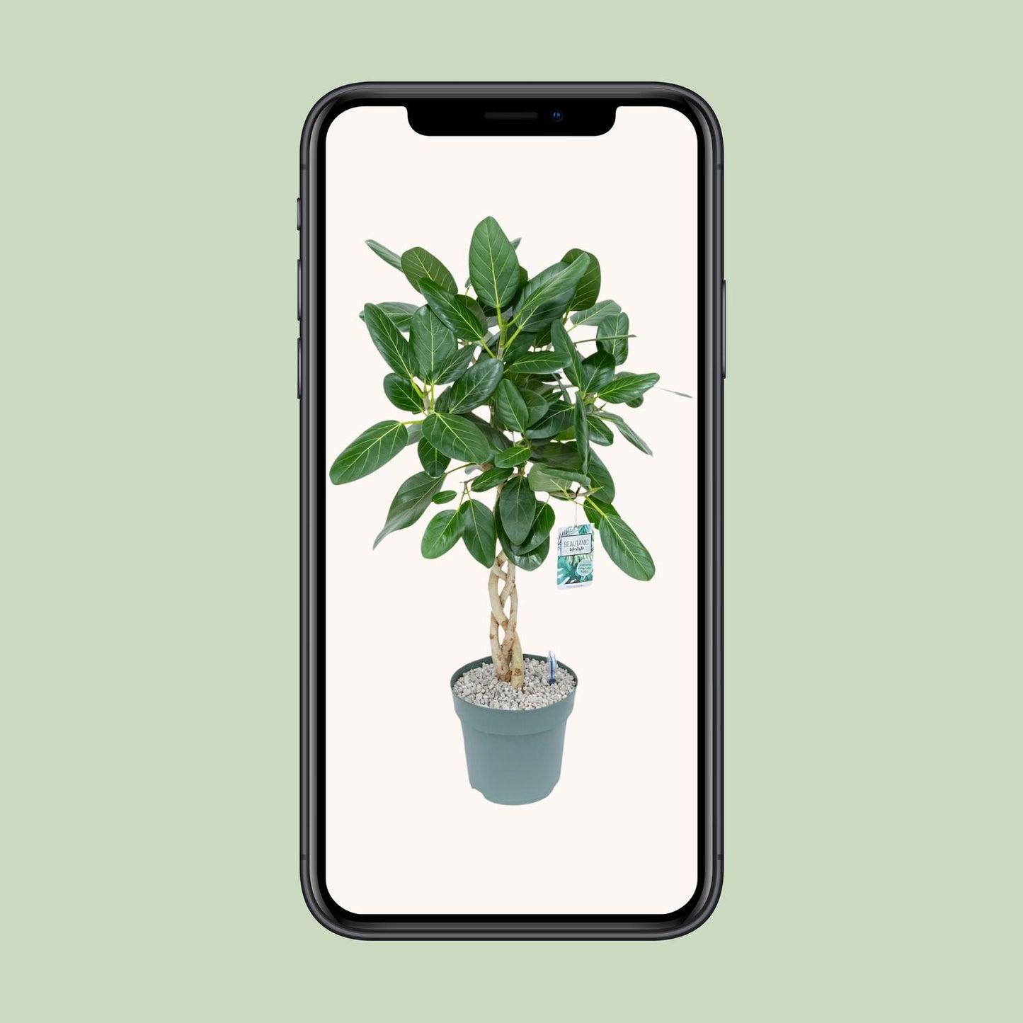 Ficus Altissima - Ø27cm - ↕110cm - Pflanzfix24