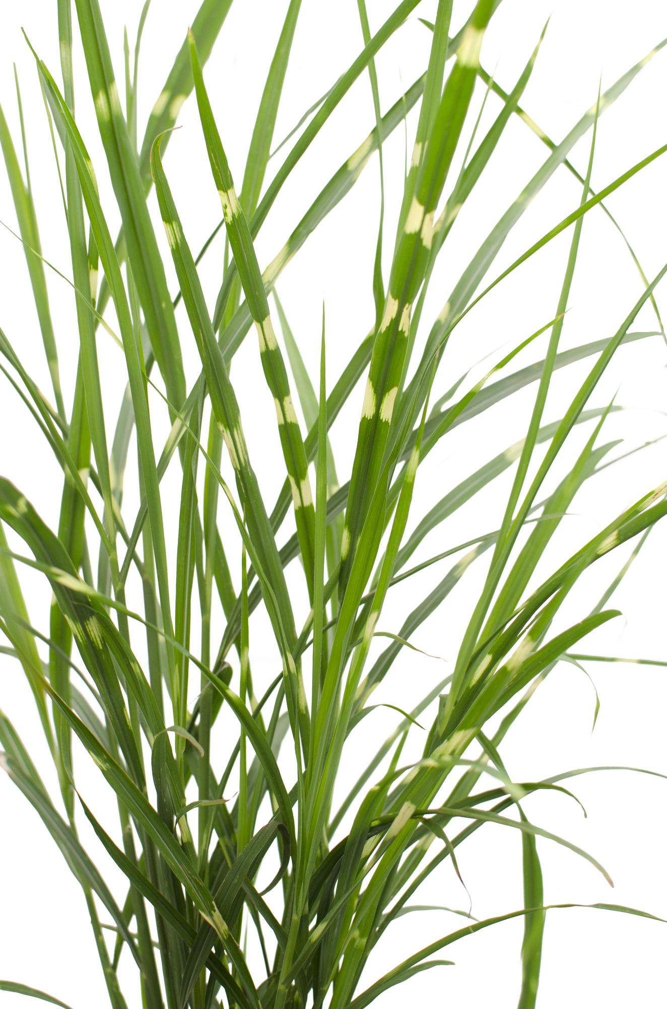 Miscanthus sinensis Strictus Zebra Gras Ø23cm | Pflanzfix24.de - Pflanzfix24.de