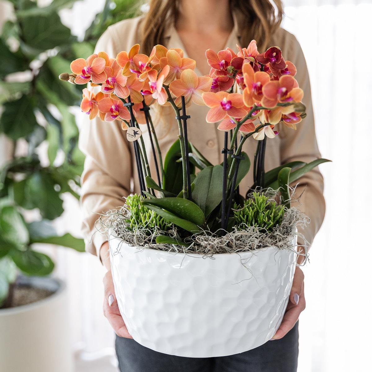 Orangenes Orchideen-Pflanzenset mit Wasserreservoir | Pflanzfix24.de - Pflanzfix24.de