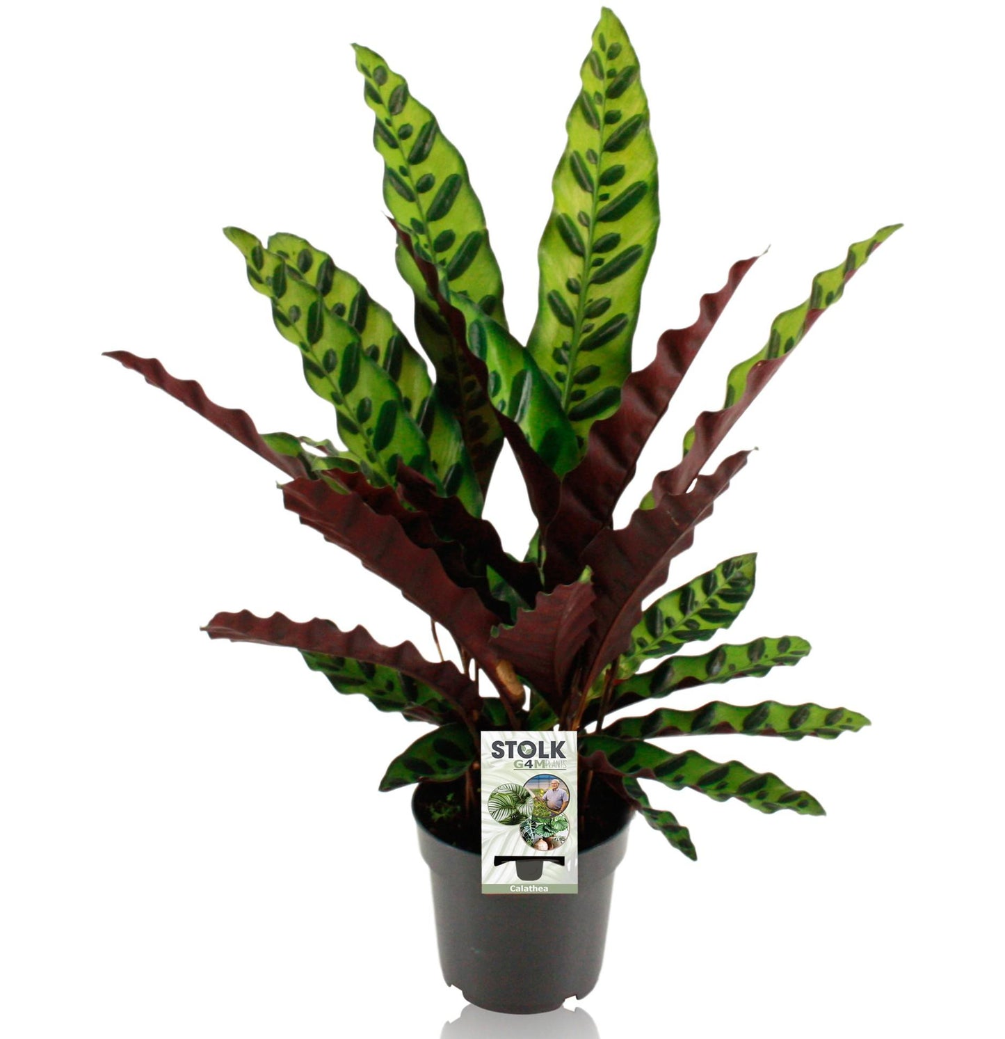 Calathea Lancifolia Insignis - Ø14cm - pflanzfix24