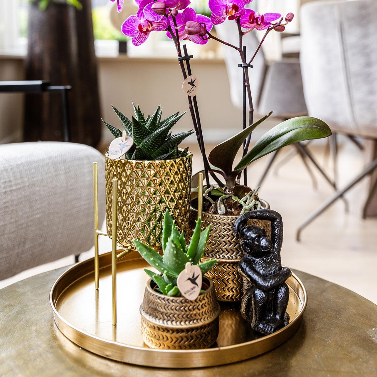 Pflanzset Hotel Chic lila mit Phalaenopsis & Keramik | Pflanzfix24.de - Pflanzfix24.de