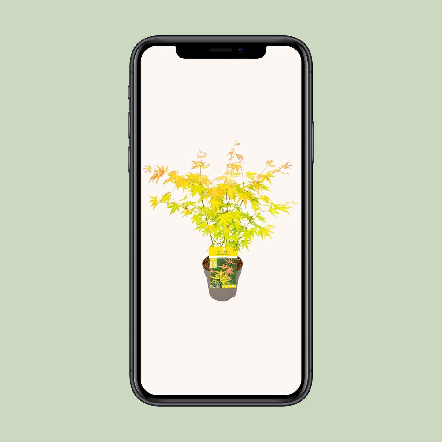 Acer palmatum Orange Dream - Ø15cm - ↕30cm bei Pflanzfix24.de - Pflanzfix24.de