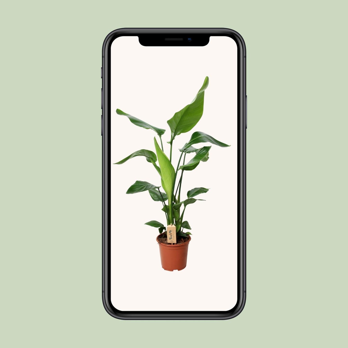 Strelitzia Nicolai 90cm Ø19cm – Exotische Zimmerpflanze | Pflanzfix24.de - Pflanzfix24.de