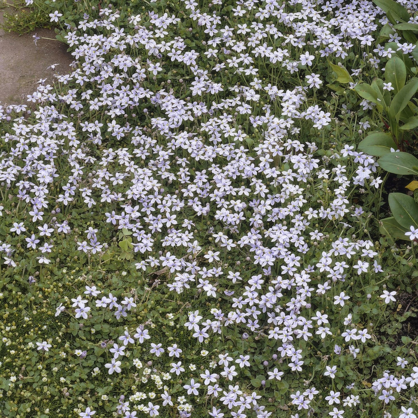 12x Isotoma fluviatilis – Blauer Sternteppich Bodendecker | Pflanzfix24.de - Pflanzfix24.de