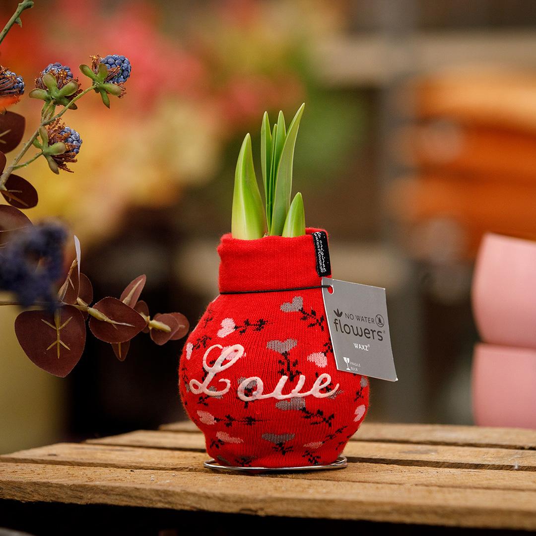 No Water Flowers® (wax amaryllis) | Fashionz Love - Red + Red flower - Pflanzfix24