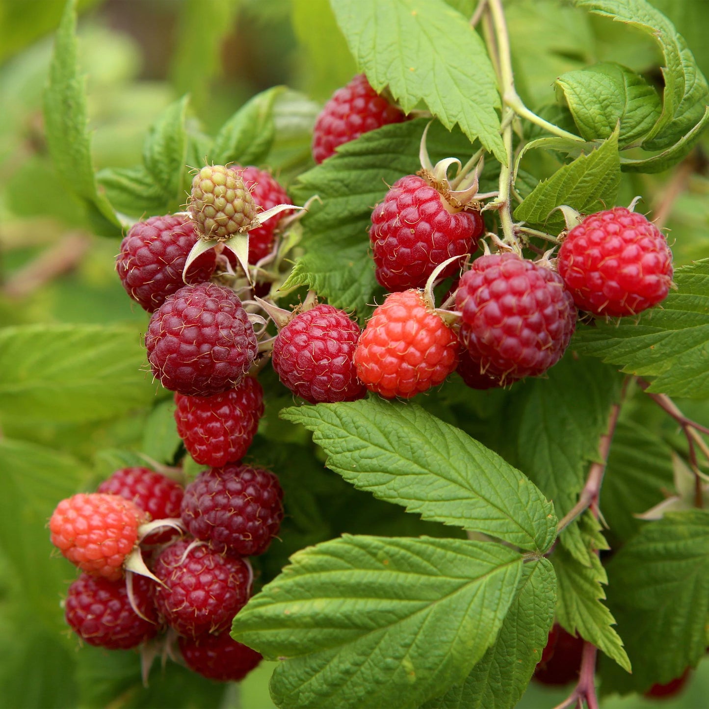 Pflanzfix24 - Himbeerpflanze - Rubus idaeus Autumn Bliss - Rote Himbeere - 2 Pflanzen - Topf 11cm Höhe 40cm
