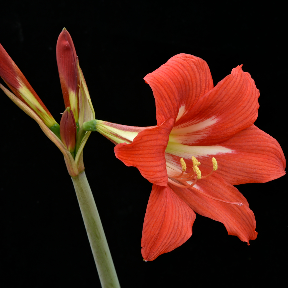 Amaryllis Orange Queen - Pflanzfix24