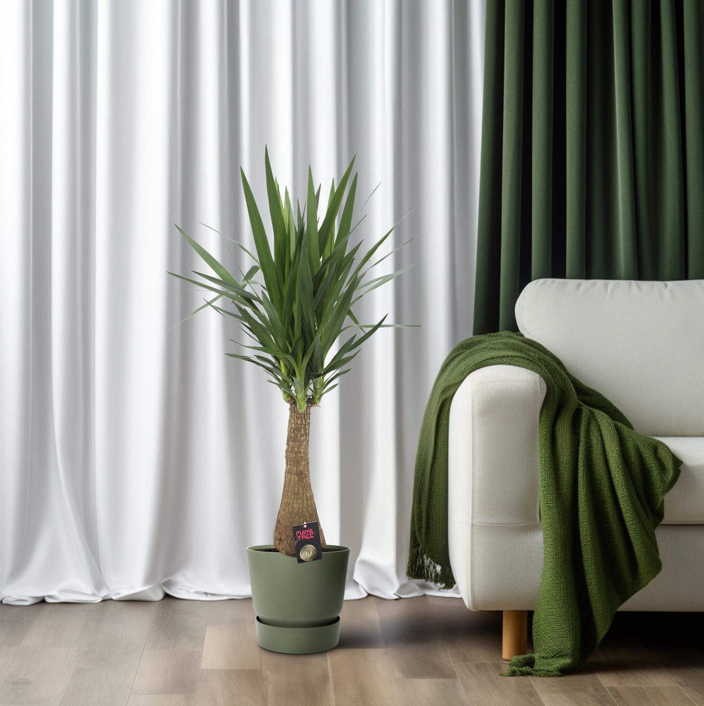 Yucca 'Maya Tree' 60stam P27 - Pflanzfix24