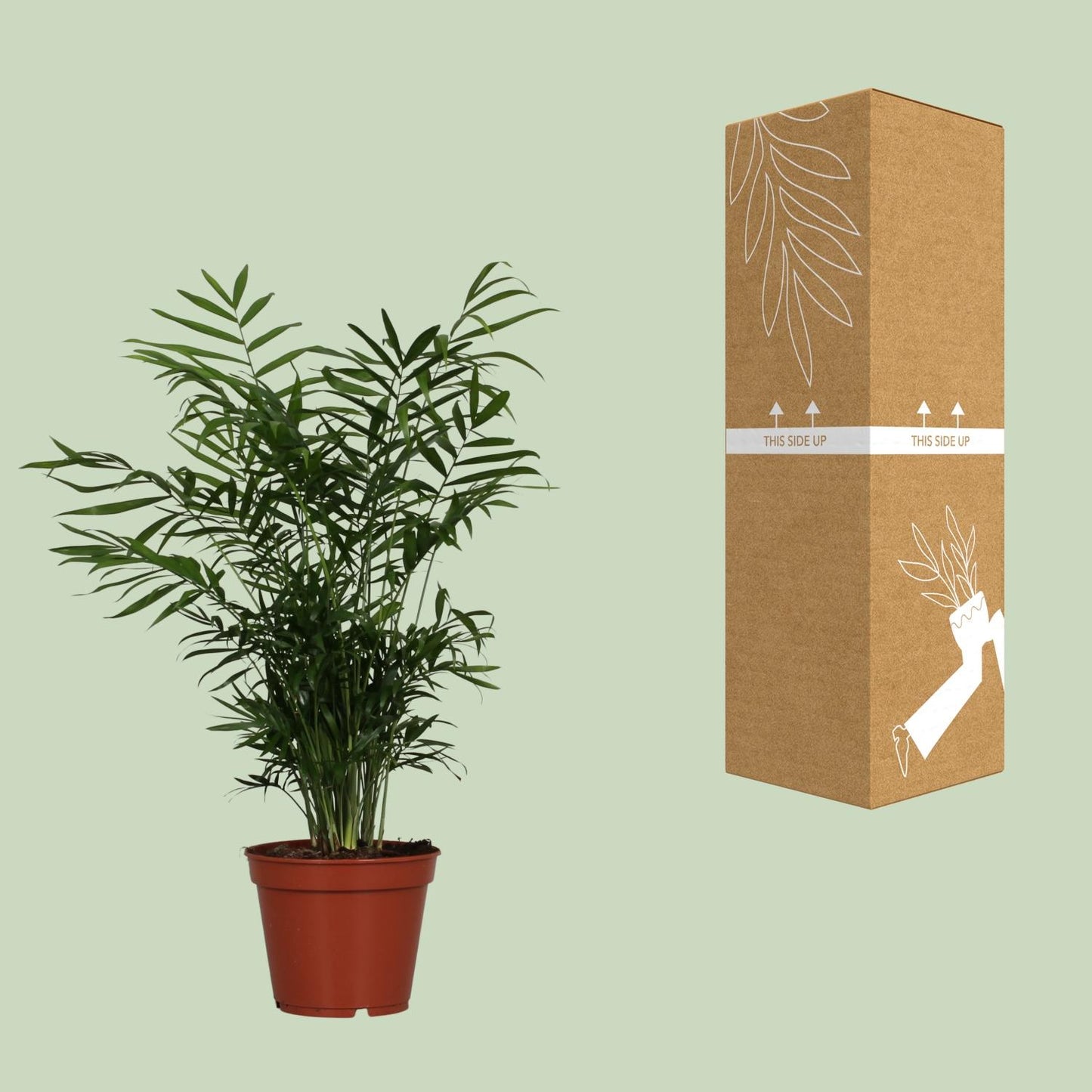 Chamaedorea Elegans - Ø17cm - ↕55cm - Pflanzfix24.de - Pflanzfix24.de