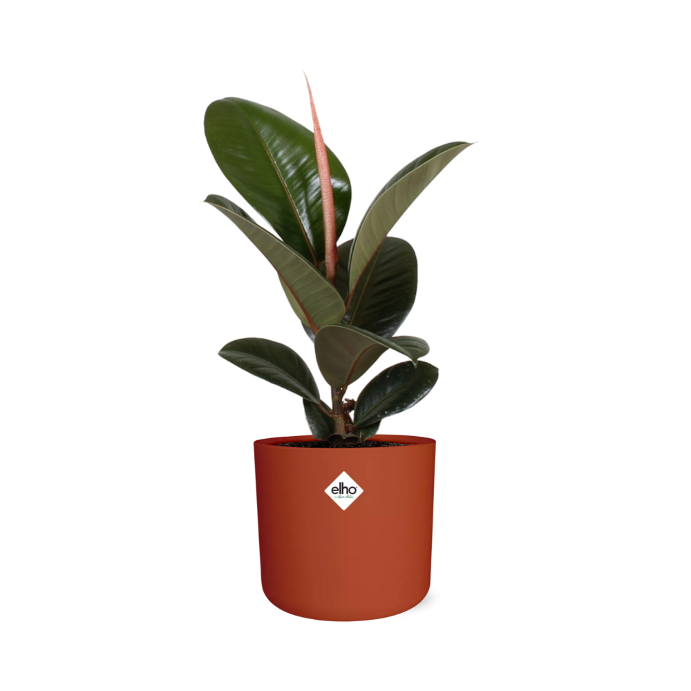 Ficus Elastica ‘Robusta’ in ELHO b.for soft rond 14cm brique - Pflanzfix24