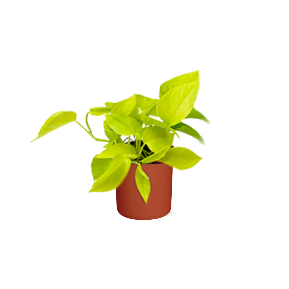 Epipremnum Pinnatum ‘Golden Pothos’ in ELHO b.for soft rond 14cm brique - Pflanzfix24