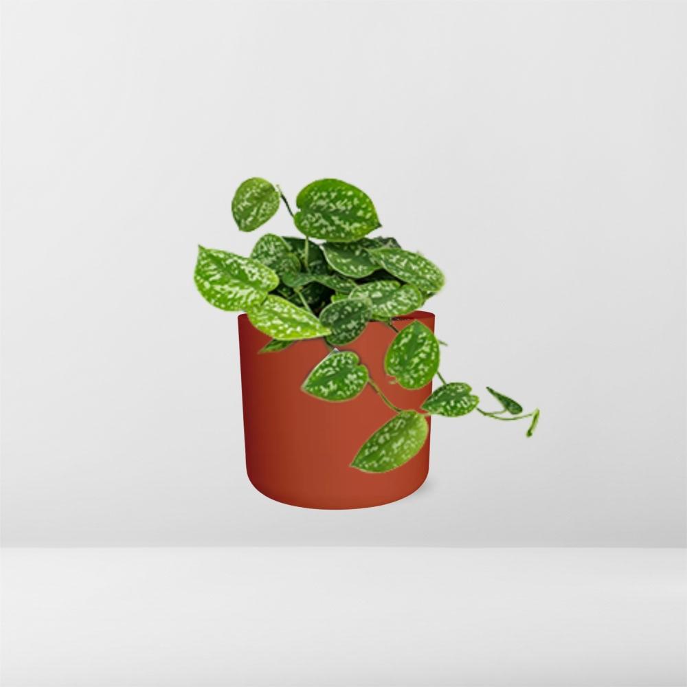Scindapsus Pictus ‘Argyraeus’ in ELHO b.for soft rond 14cm brique - Pflanzfix24