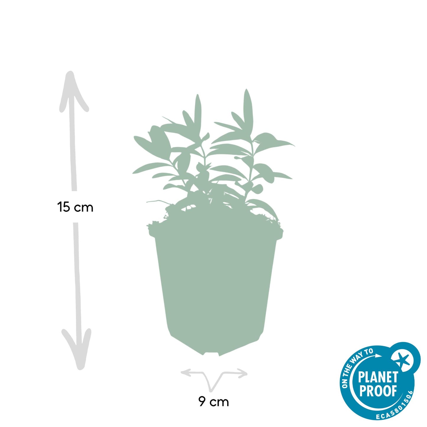 12x Hypericum calycinum Ø9cm | Gelbe Blüten Bodendecker | Pflanzfix24.de - Pflanzfix24.de