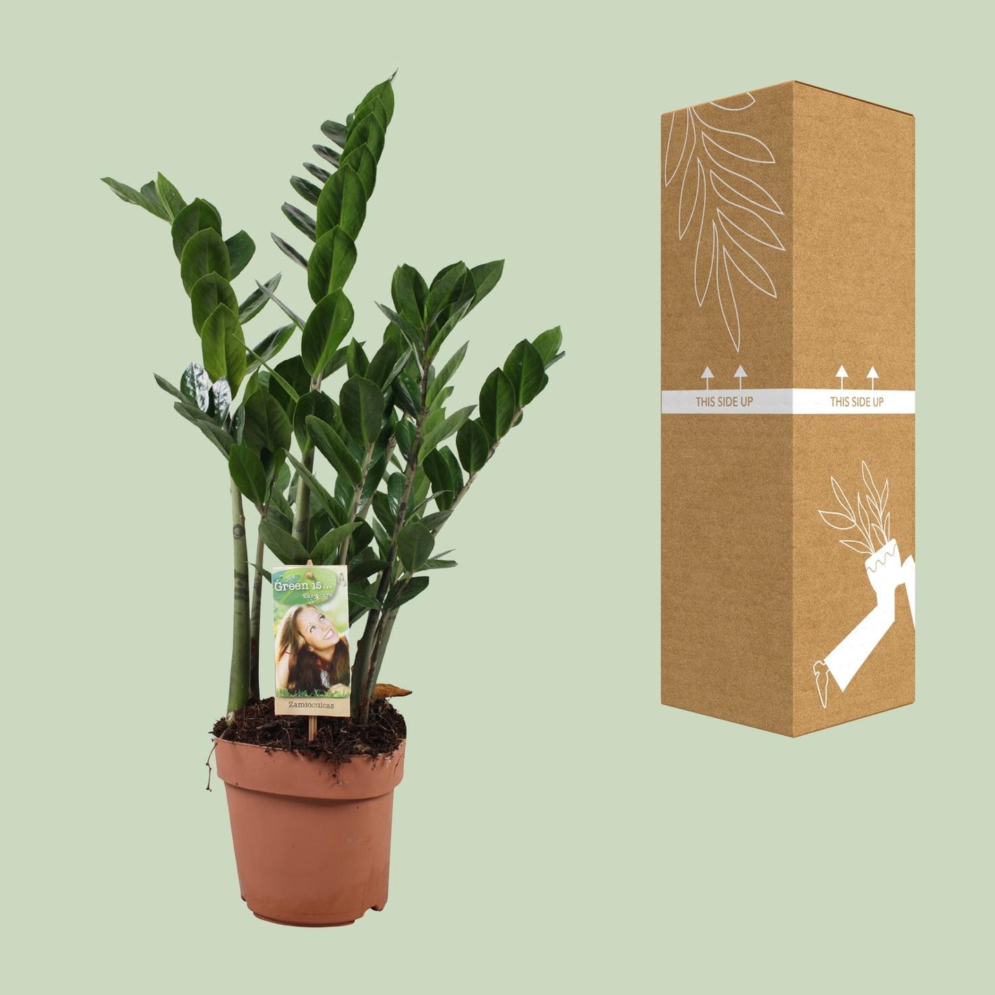 Zamioculcas Ø17cm, 70cm – Pflegeleichte ZZ-Pflanze | Pflanzfix24.de - Pflanzfix24.de