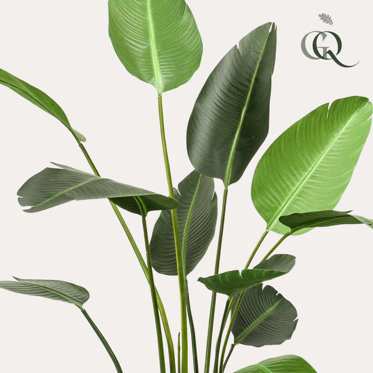 Kunstpflanze Strelitzia Nicolai 230 cm – Paradiesvogelblume | Pflanzfix24.de - Pflanzfix24.de