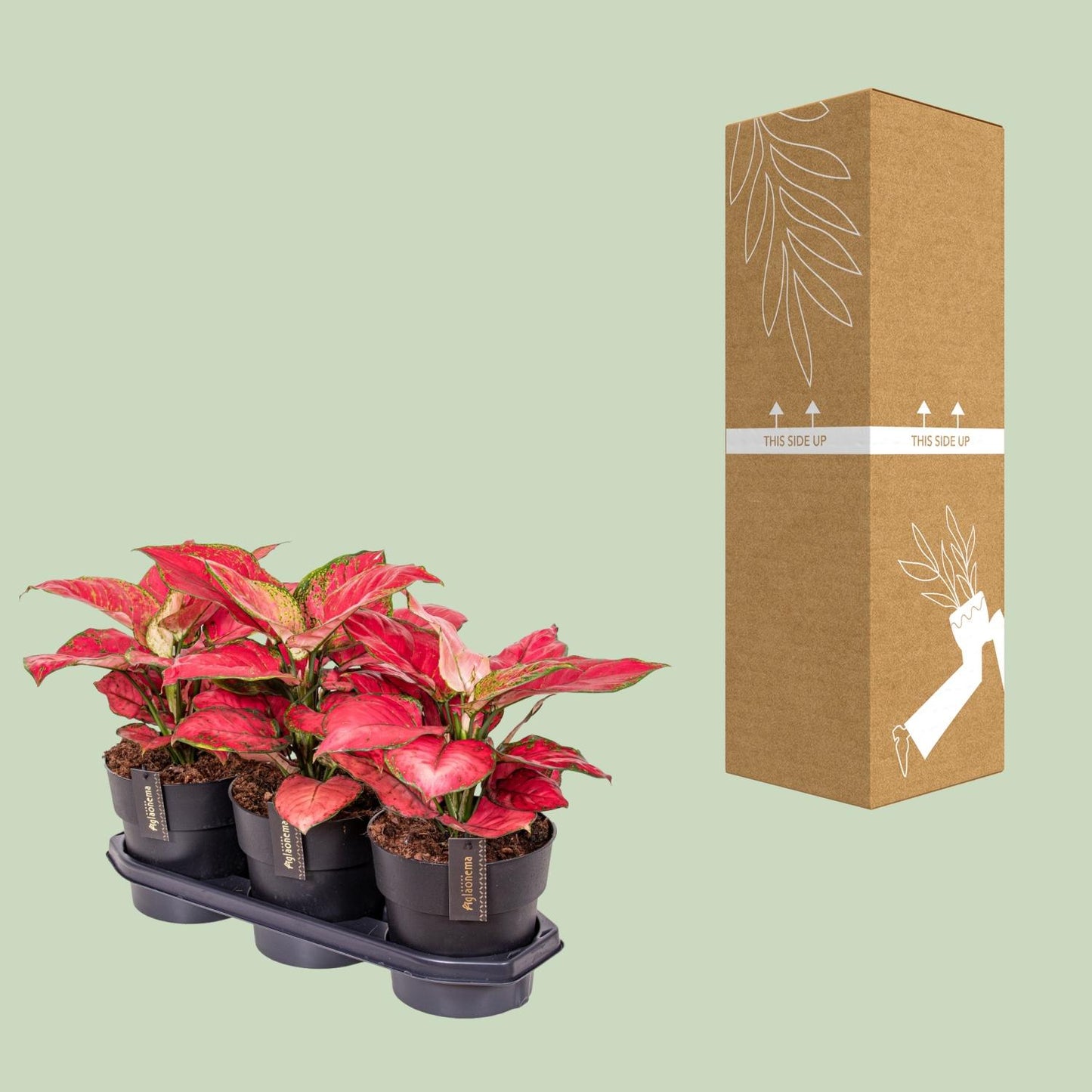 Aglaonema Red Joy - Ø19cm - ↕40cm - Pflanzfix24
