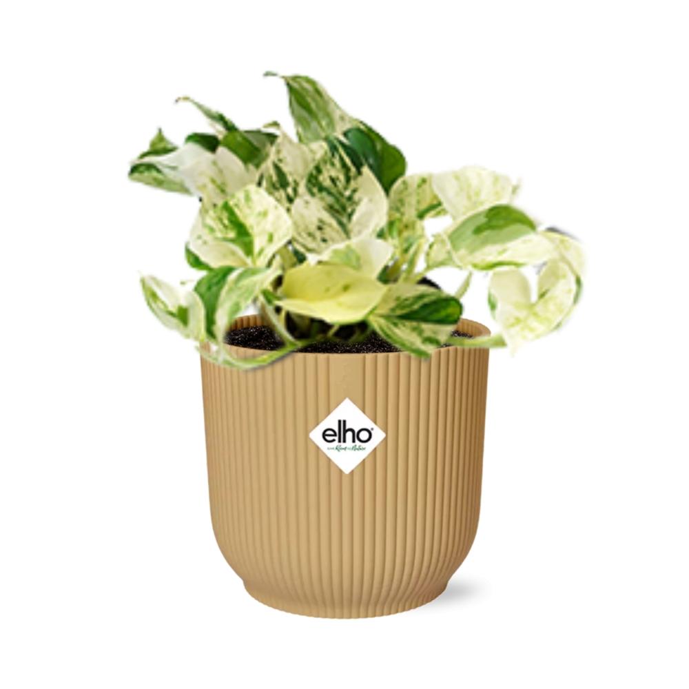 Epipremnum Pinnatum Happy Leaf in ELHO Vibes Fold 14cm geel - Pflanzfix24