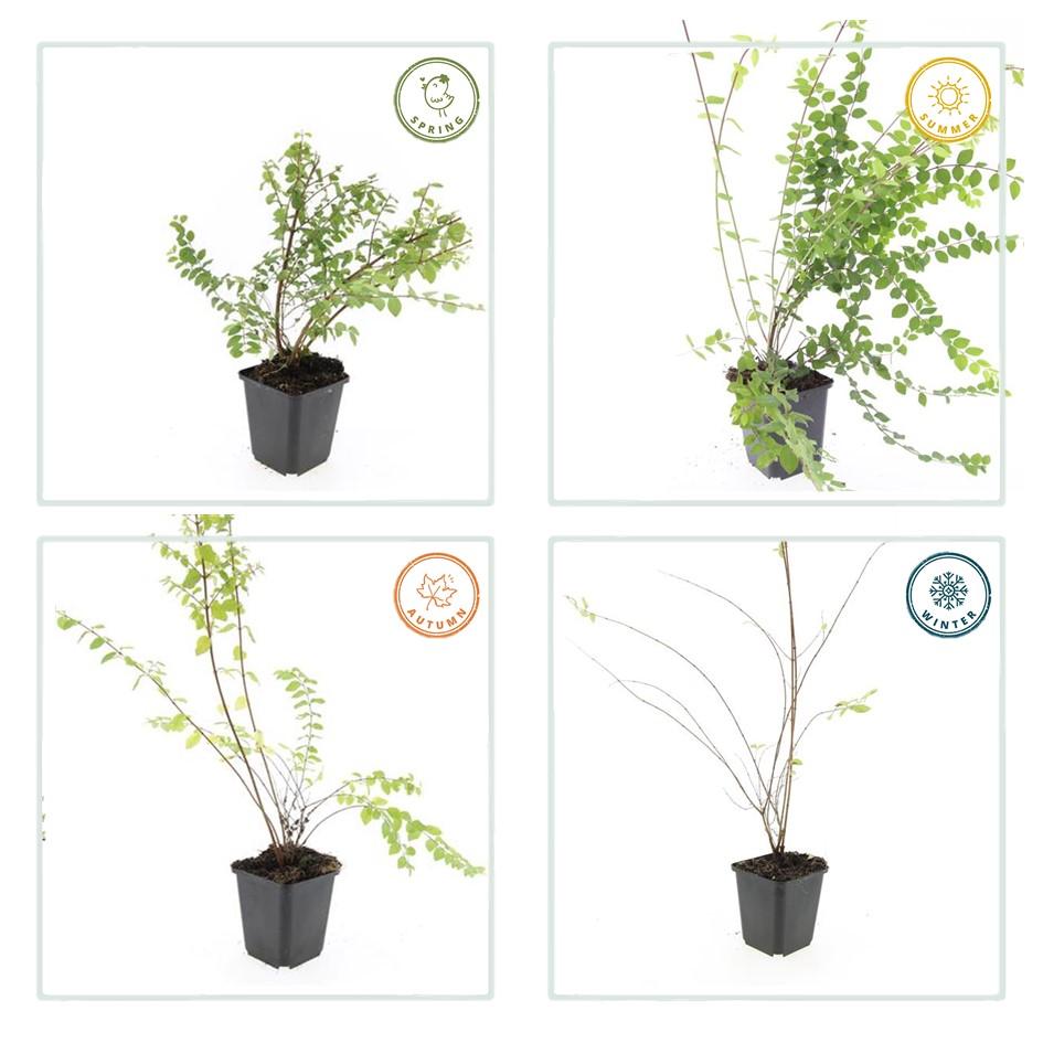 6x Symphoricarpos ch. 'Hancock' - ↕10-25cm - Ø9cm - pflanzfix24