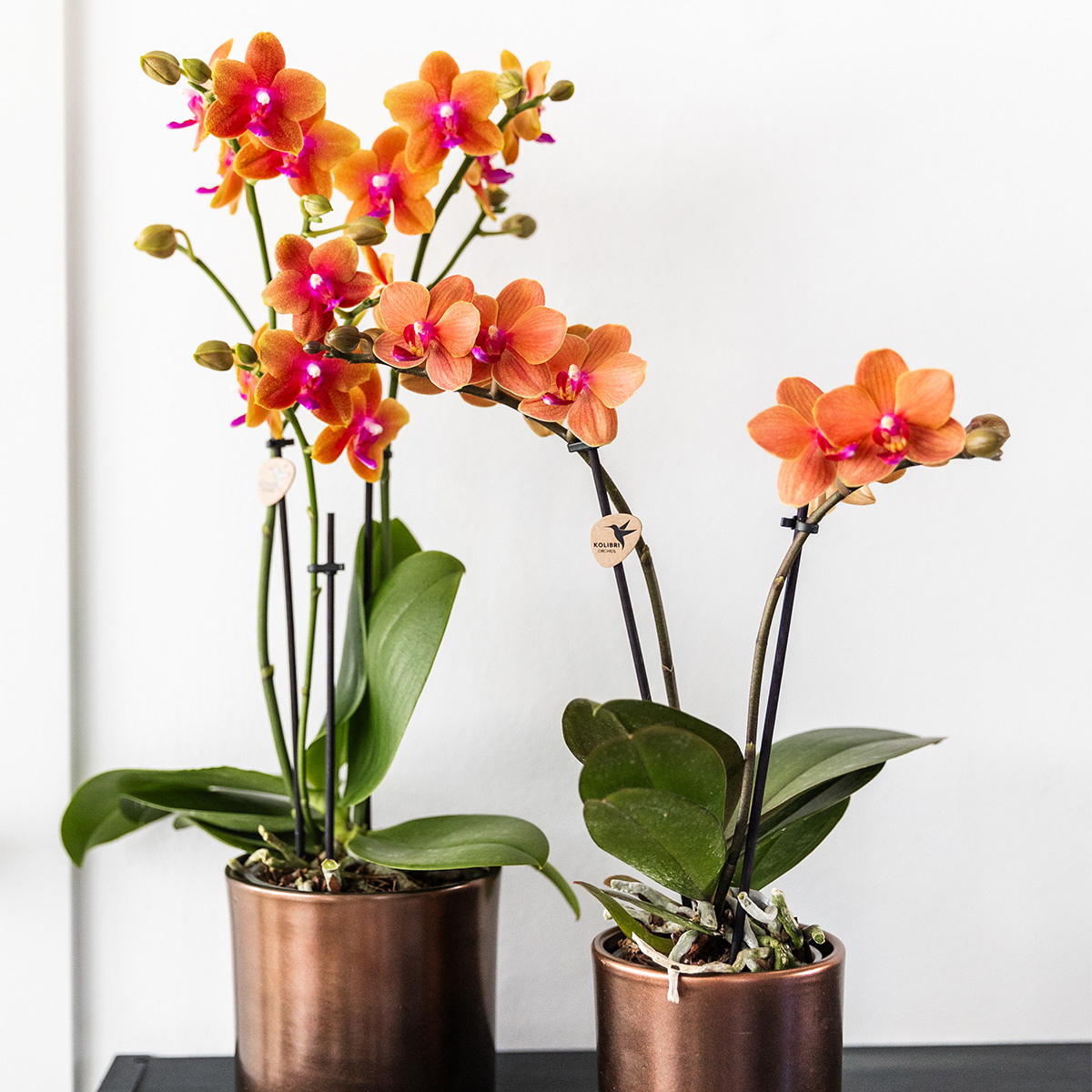 2x Duft-Orchidee Orange Ø12 cm – Phalaenopsis Set | Pflanzfix24.de - Pflanzfix24.de