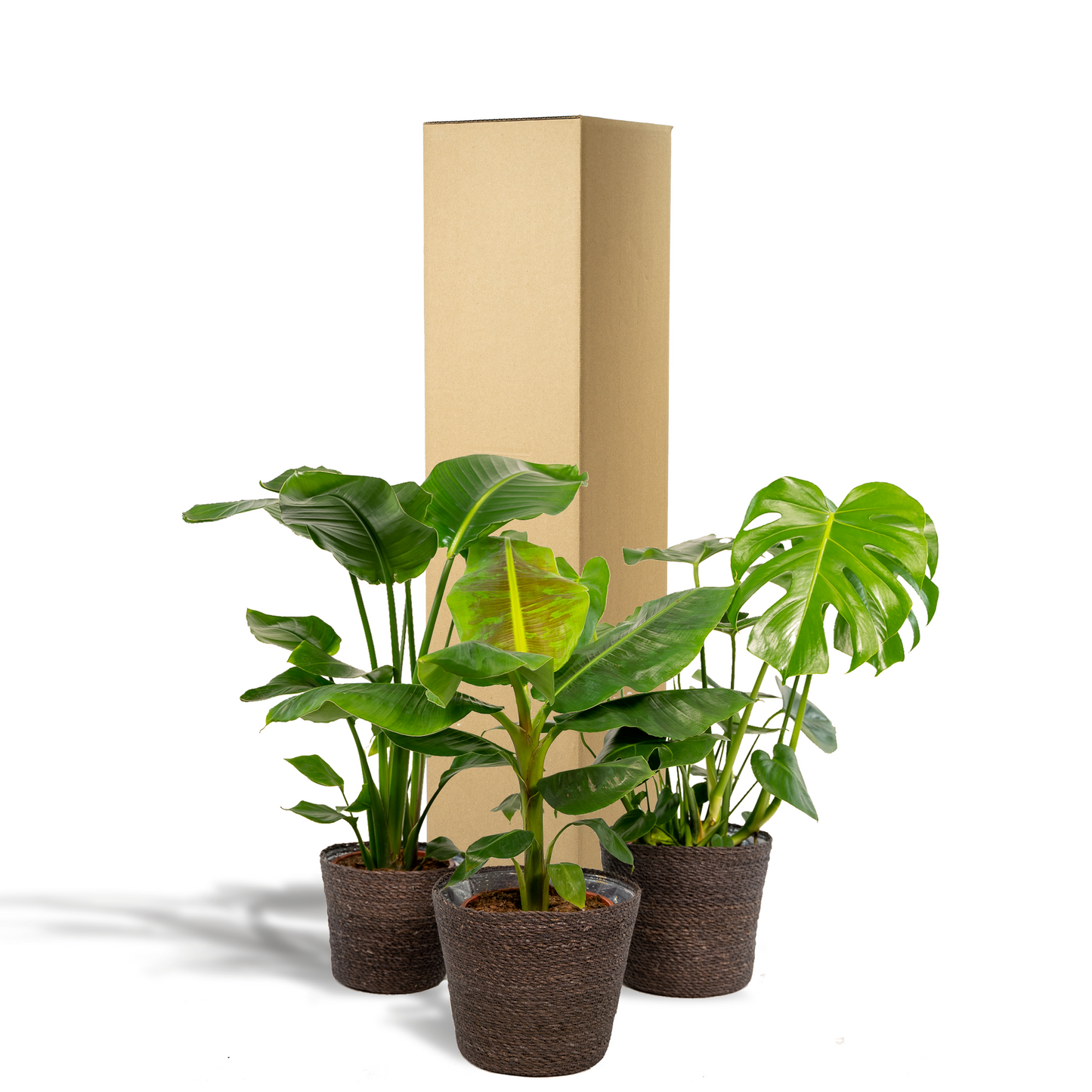 Tropische Zimmerpflanzen - Monstera, Musa Dwarf Cavendish, Strelitzia Nicolai + Korb Igmar - Pflanzfix24