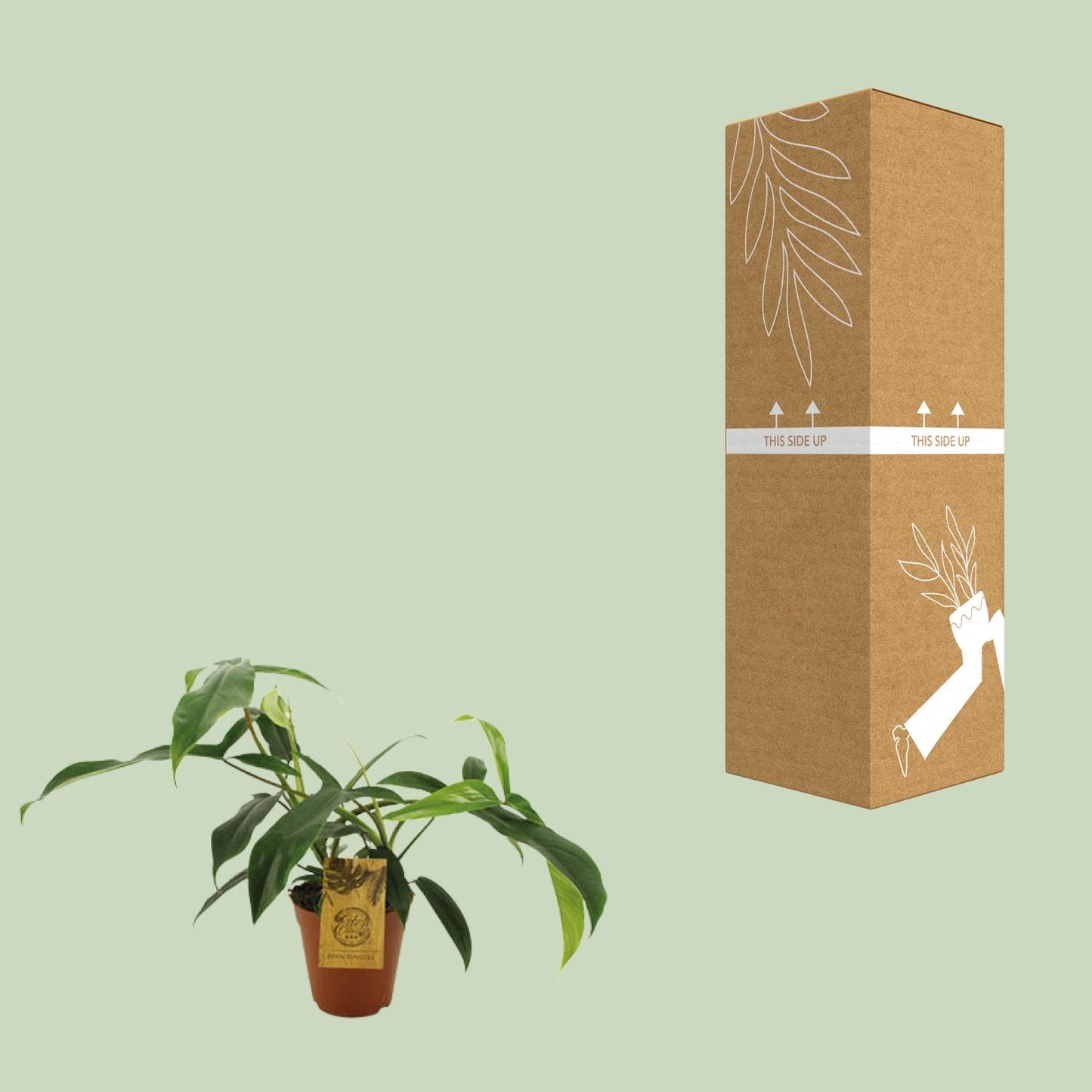Philodendron 69686 'bette waterbury' - Ø15cm - ↕50cm - Pflanzfix24