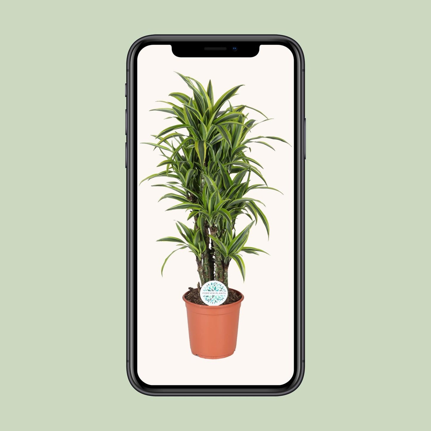 Dracaena Deremensis Lemon Lime - Ø24cm - ↕120cm - Pflanzfix24