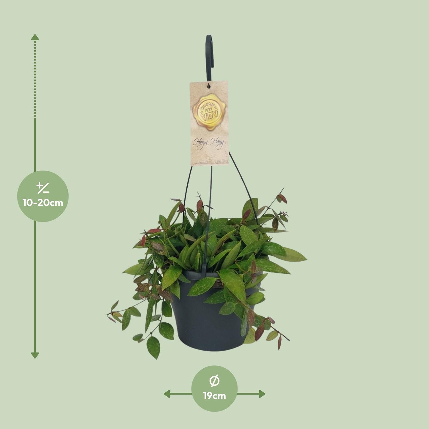 Hoya Gracilix - Ø19cm - ↕20cm - Pflanzfix24