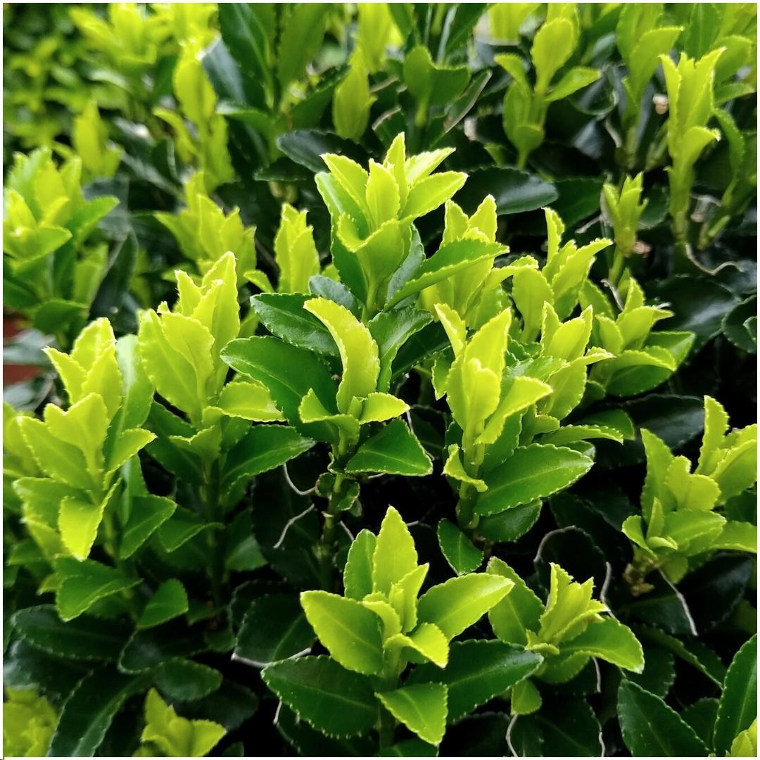 pflanzfix24 - 1 Meter Grüne Spindelstrauch Hecke