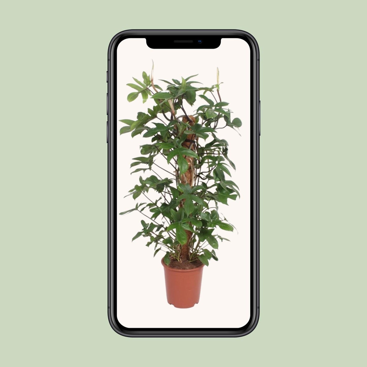 Philodendron Pedatum - Ø27cm - ↕130cm - Pflanzfix24.de - Pflanzfix24.de