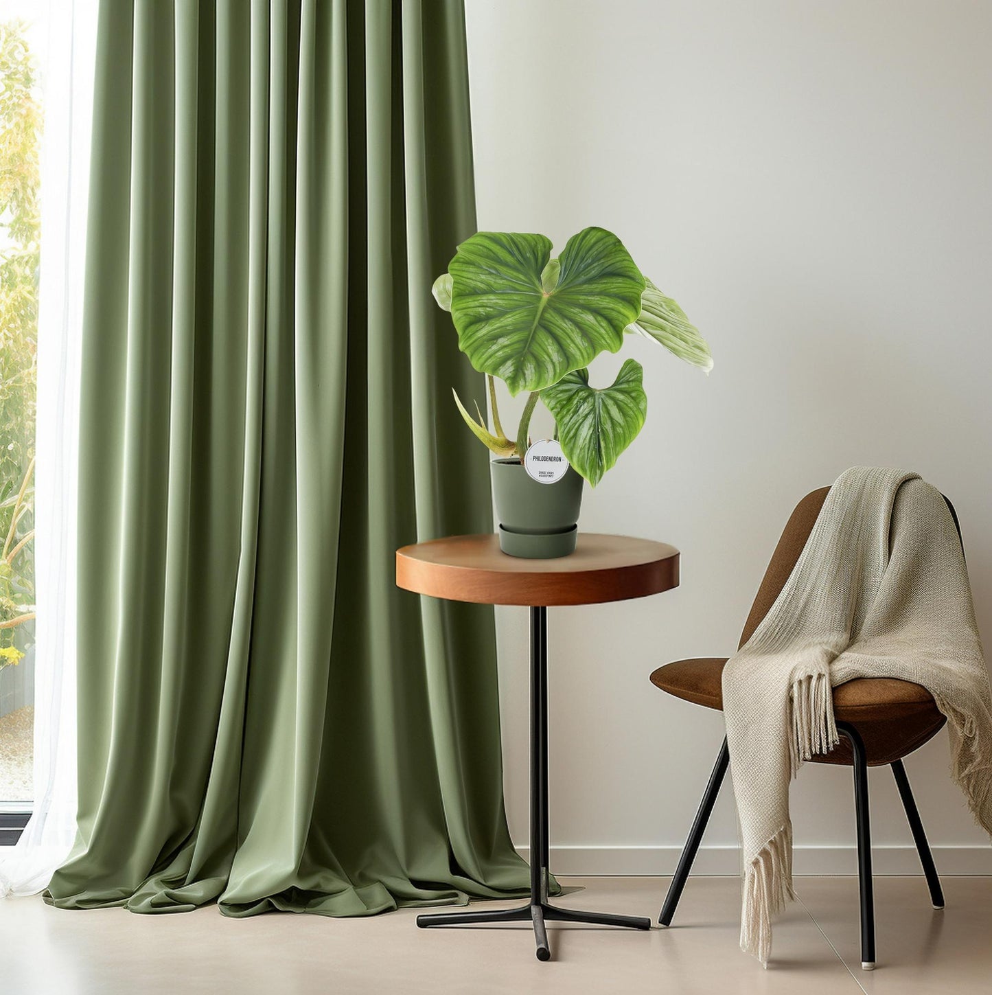 Philodendron Plowmanii Ø15cm, 50cm hoch – Zimmerpflanze | Pflanzfix24