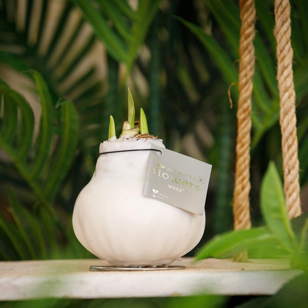 No Water Flowers® (wax amaryllis) | Waxz® Colours White (3er Pack) + Weiße Blume - Pflanzfix24