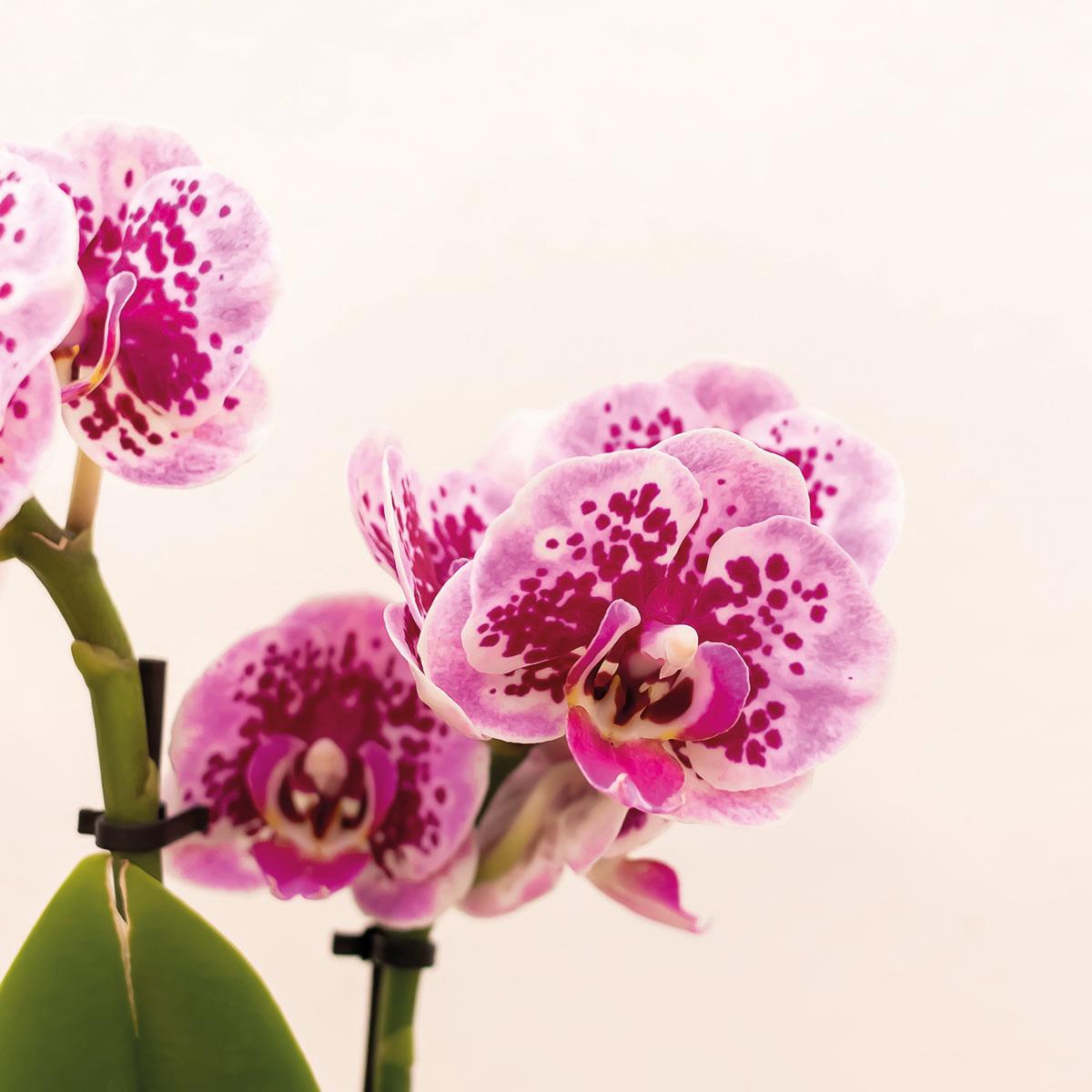 Phalaenopsis Orchidee Rosa-Lila Ø9cm mit Goldtopf – Pflanzfix24