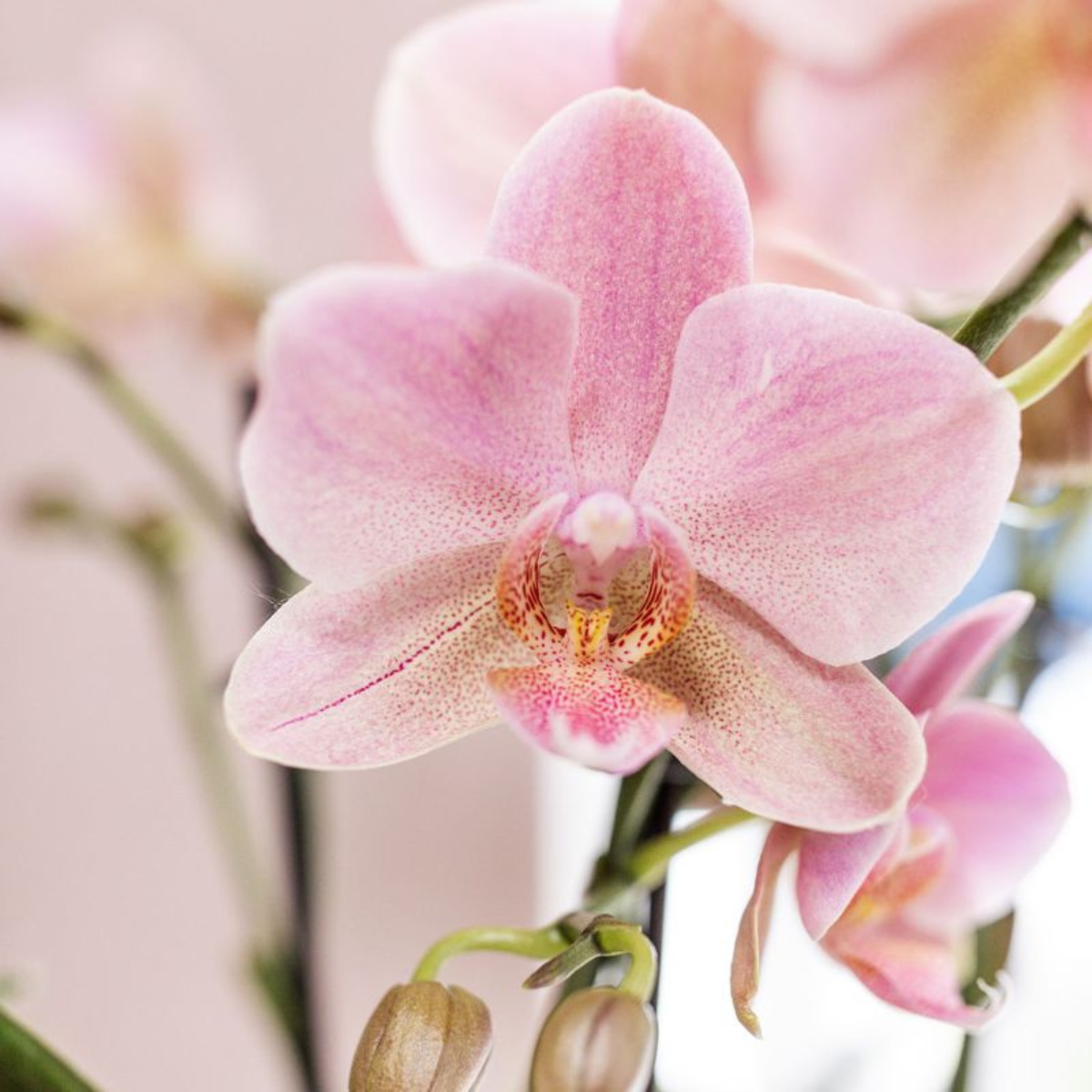 2x Orchidee „Treviso“ Altrosa Ø12 cm – Phalaenopsis Set | Pflanzfix24.de - Pflanzfix24.de