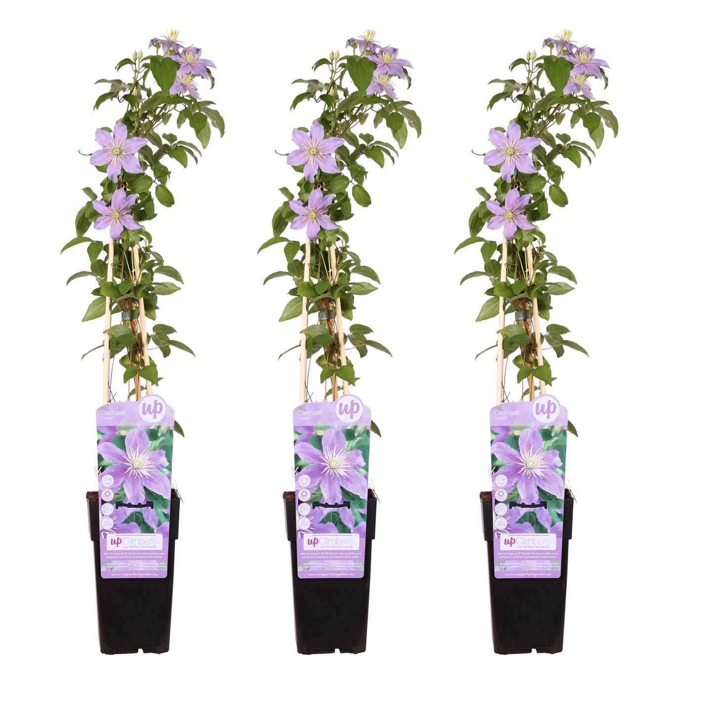 3x Clematis Justa - Ø15 - Pflanzfix24.de - Pflanzfix24.de