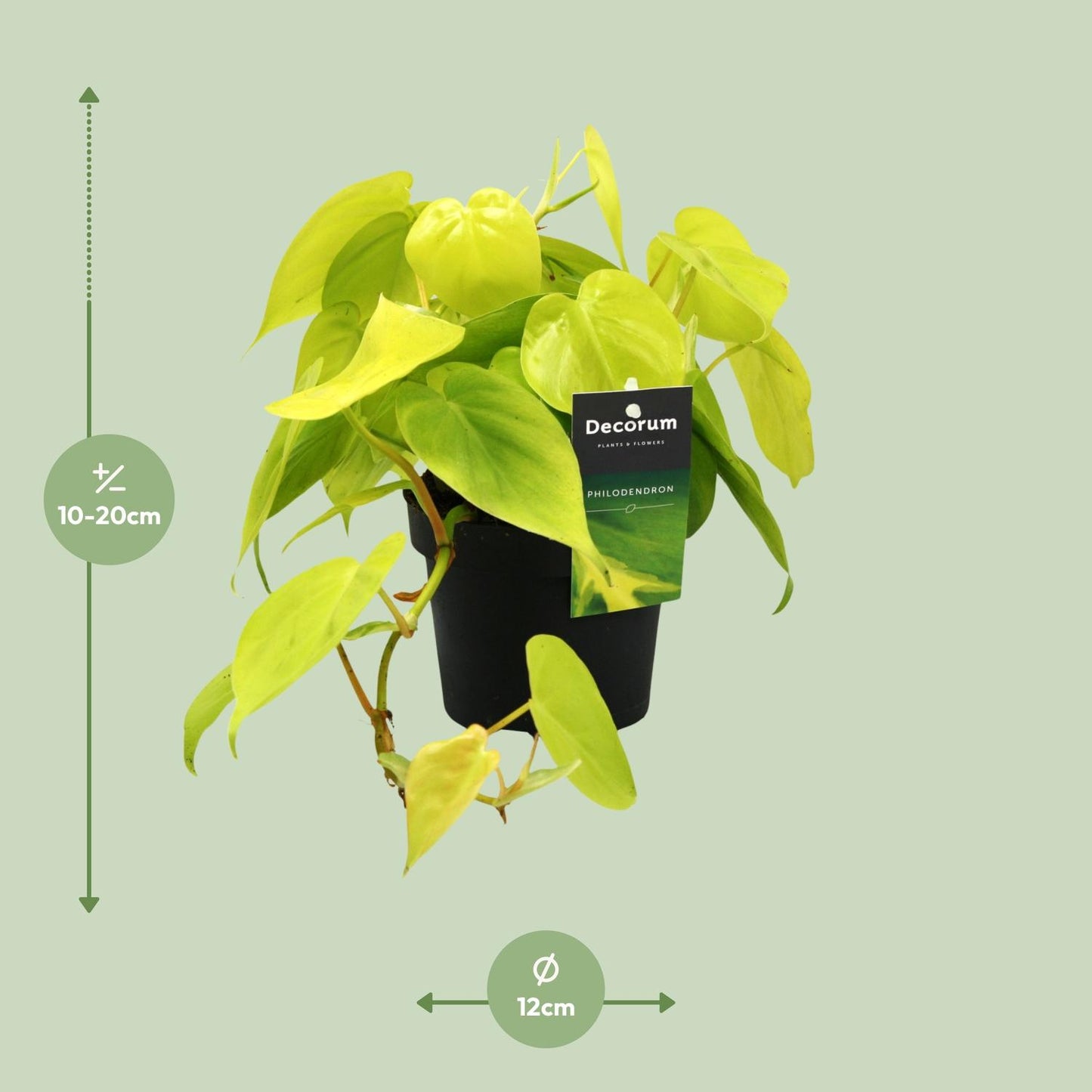 Philodendron Lime 12cm – pflegeleichte Zimmerpflanze | Pflanzfix24.de - Pflanzfix24.de